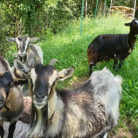 Κατάλυμα σε φάρμα Koflerhof Castelrotto
